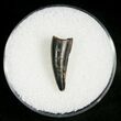 Leidyosuchus Tooth - Cretaceous Crocodile #5855-1
